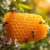 Propolis – zdrowotne właściwości, zastosowanie i działanie