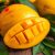 Mango – właściwości zdrowotne, odżywcze i zastosowanie w kuchni