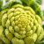 Kalafior romanesco – zdrowe warzywo pełne witamin i korzyści